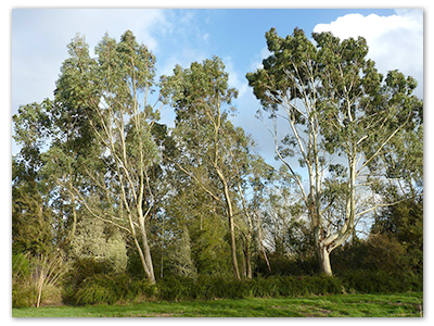 arbres du monde 2