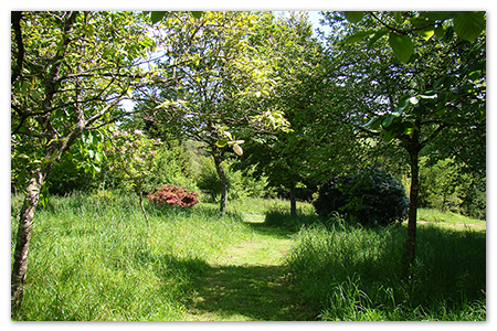 arbres du monde 3