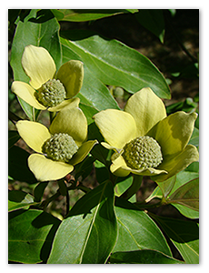 arbres du monde 4