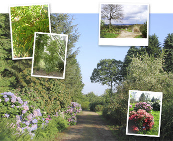 arbres du monde